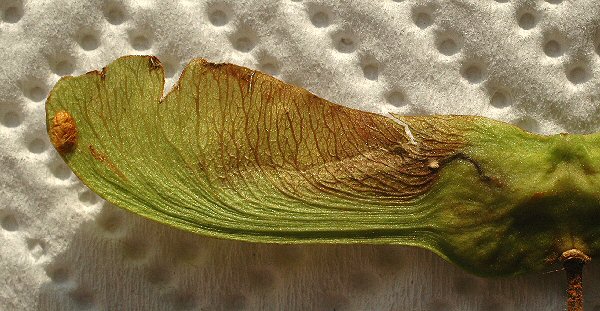 the cocoon is at the tip of the key