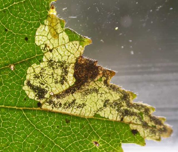 larva emerging from mine