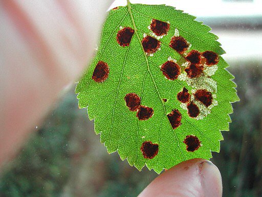 there may be several mines in a leaf