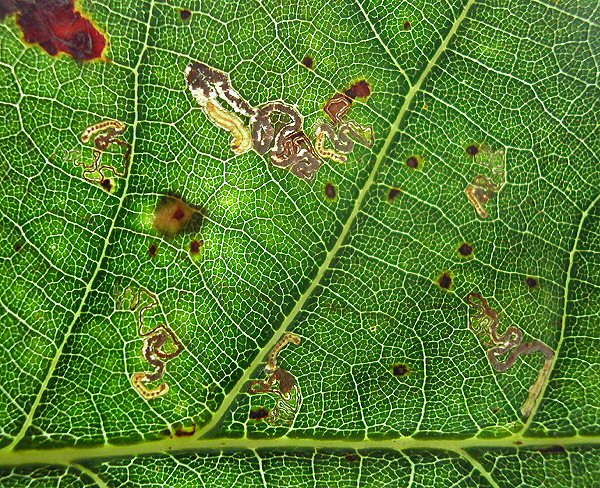 the immature larvae have dark ventral plates