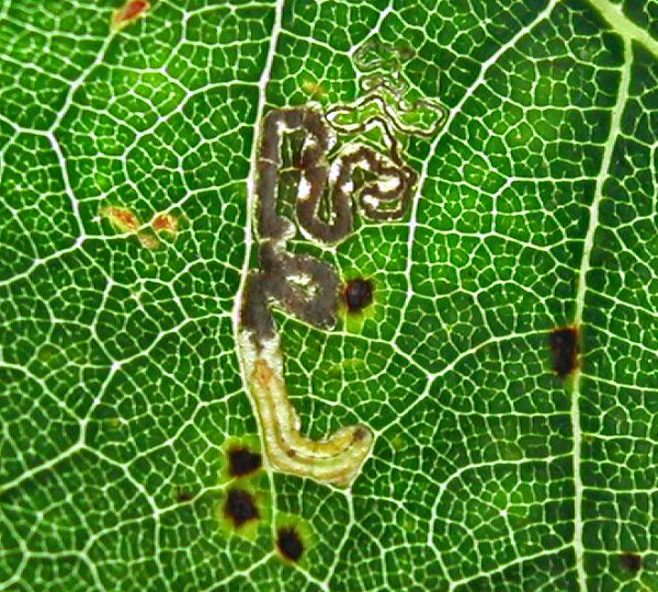 the final instar larva shed the dark ventral plates