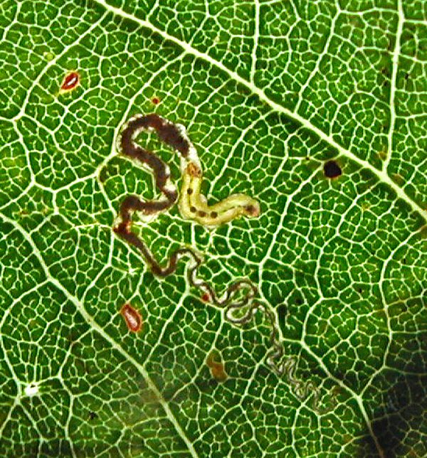 the larva has dark ventral plates