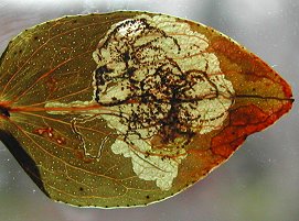 a gallery leads to a blotch