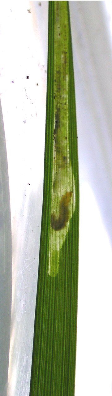 the larva mines from the tip of the leaf downwards 