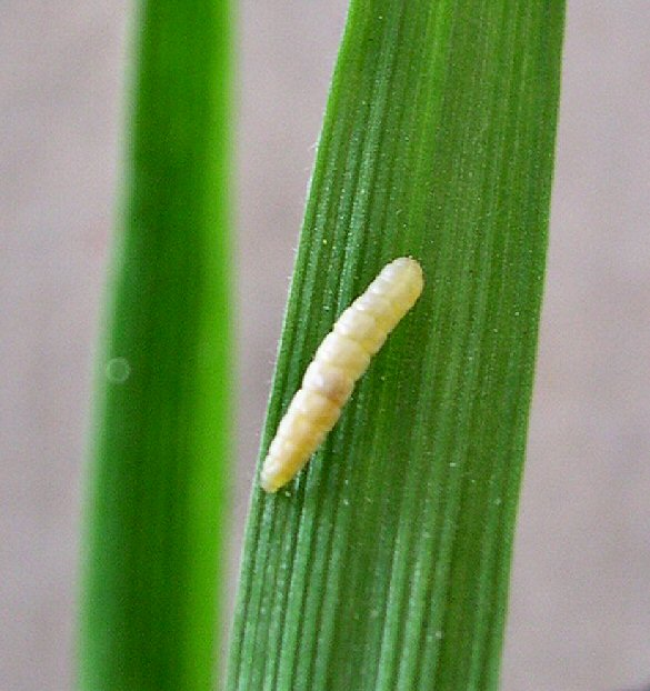 the larva is a pale colour
