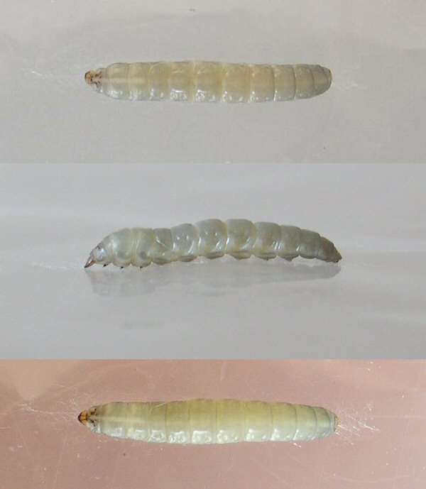 different views of the larva are shown