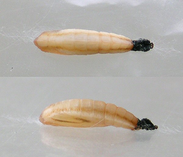 different views o f the pupa are shown