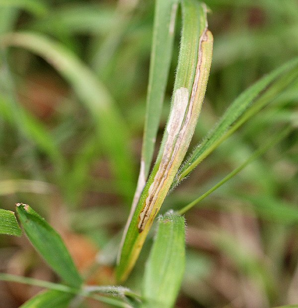 the larva mines downwards