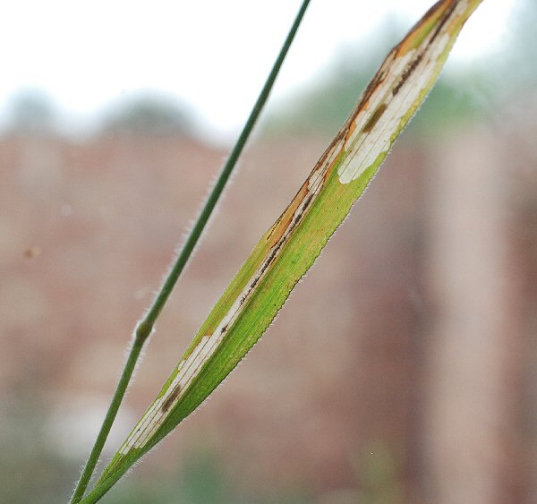 larva seen in mine