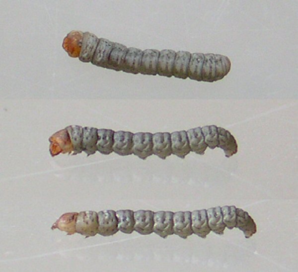 the larvae are grey with a pale head