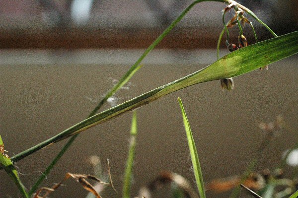 teh mine can cause the leaf to constrict