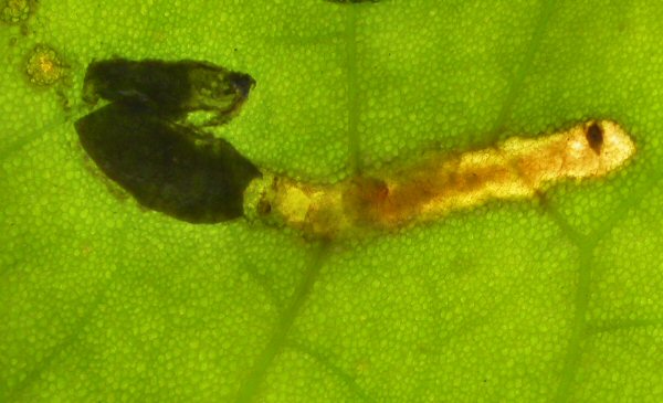 larva and case