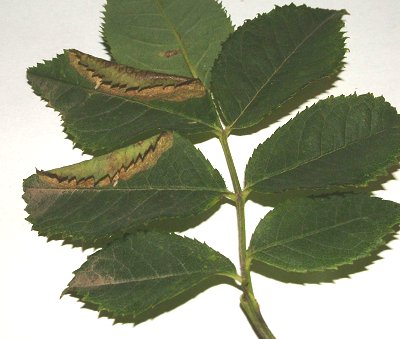 the leaf edge is curled over