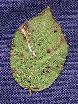 whitish blotch mines are formed