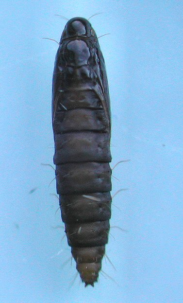 dorsal view