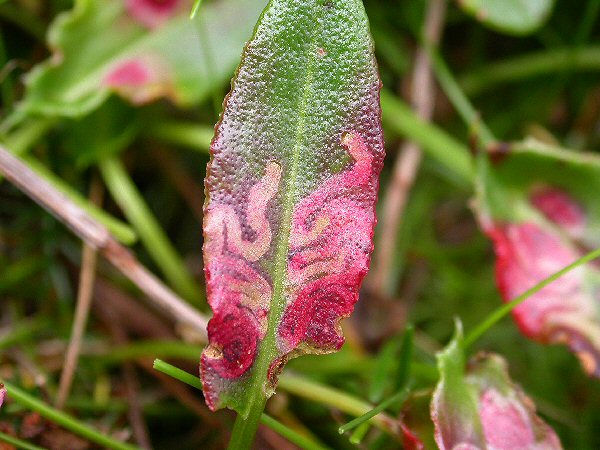 the mines are red and form spirals