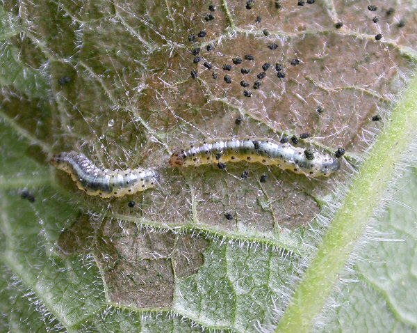 the larvae can appear white or greenish or yellow