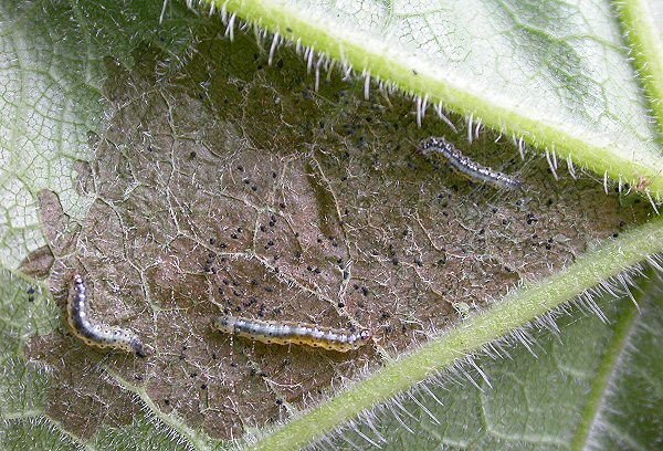 the larvae can feed gregariously