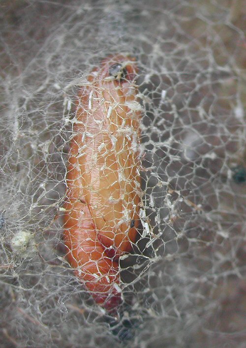 the cocoon is formed amongst the detritus on te ground usually - but may be on the leaf