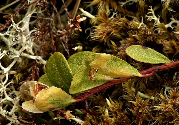 exuviae can be seen extruding from the second from right leaf