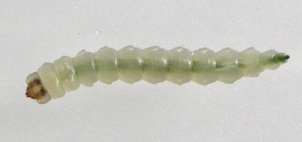 larva, dorsal view