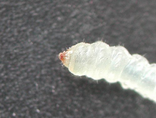 ventral view