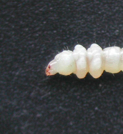 dorso-ventral view