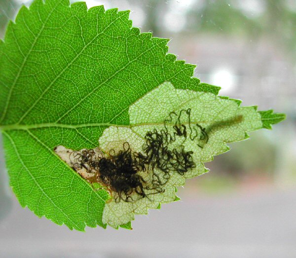 the mine starts in the centre of the leaf
