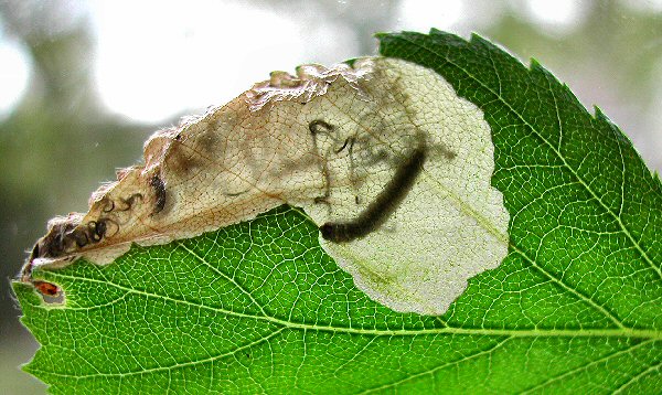 the larva is darkly pigmented