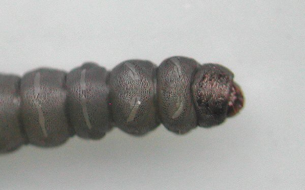 dorsal view of head