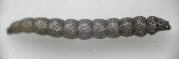 lateral view
