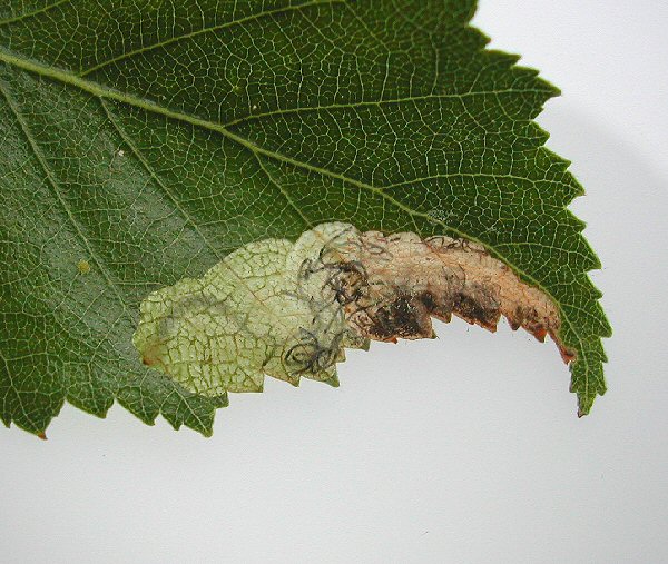 larva in mine