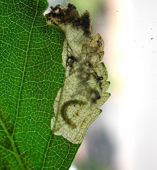 mature larva