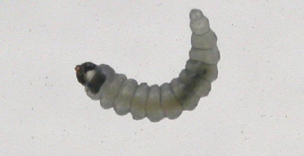 young larva