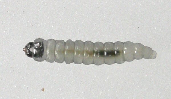 young larva