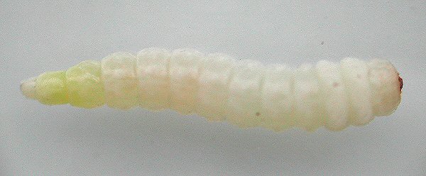 dorsal view