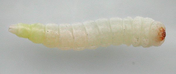 ventral view