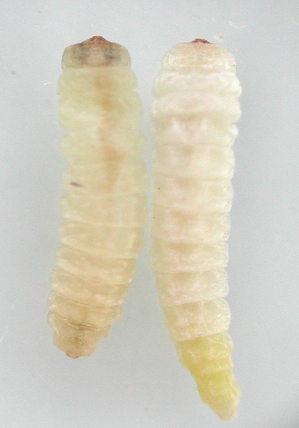 dorsal view