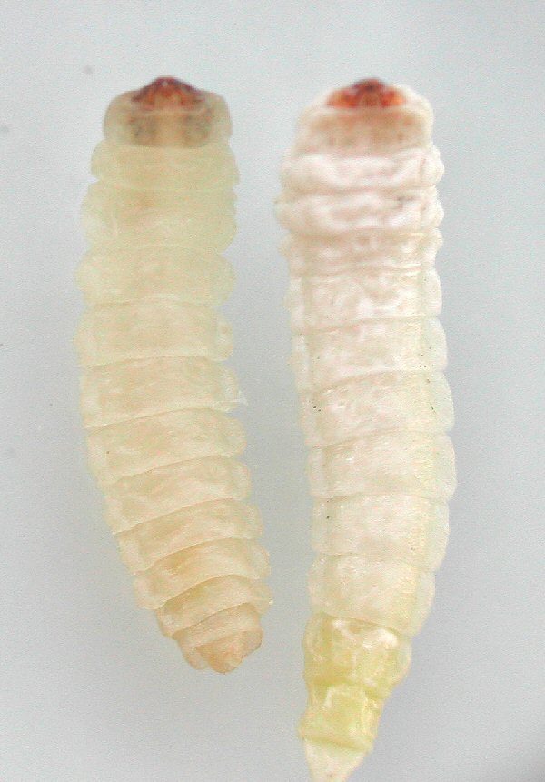 ventral view