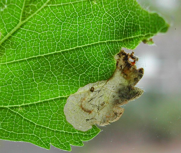 immature larva