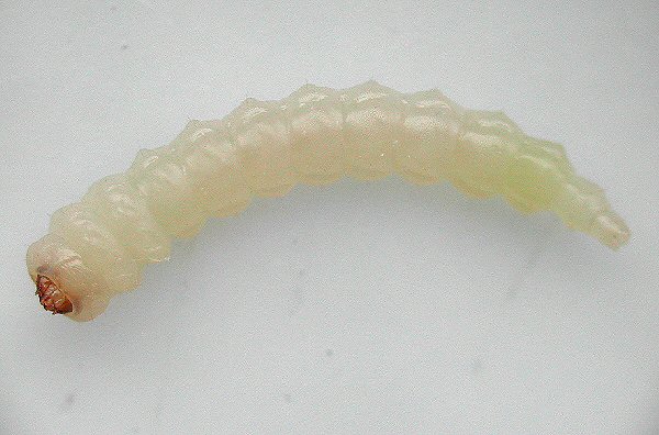 ventral