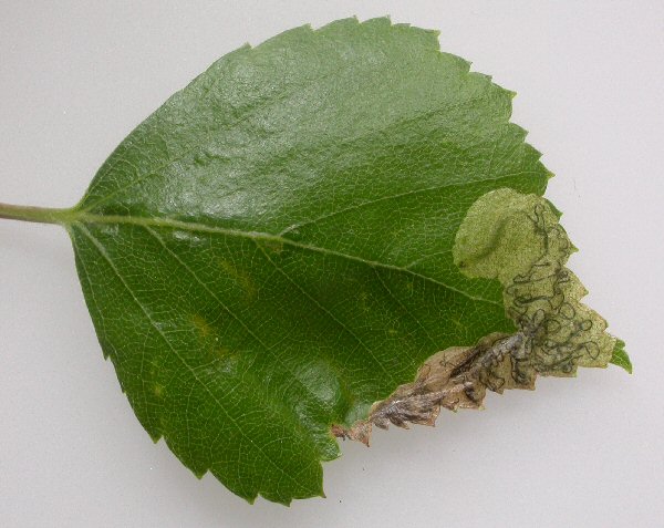larva in mine