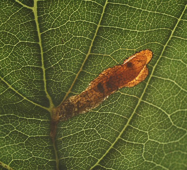 the larva is making the cut out
