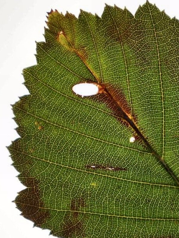 cut out on A.incana