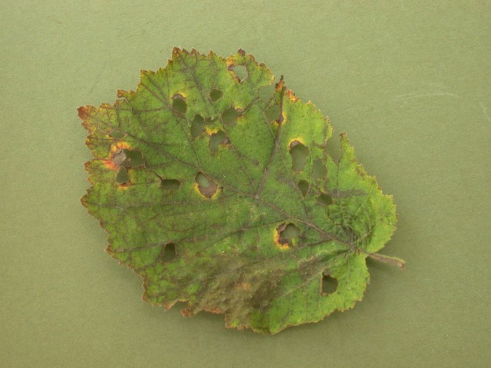 the typical cut outs are seen