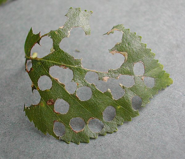 the leaf can be very damaged once the cut outs have been formed