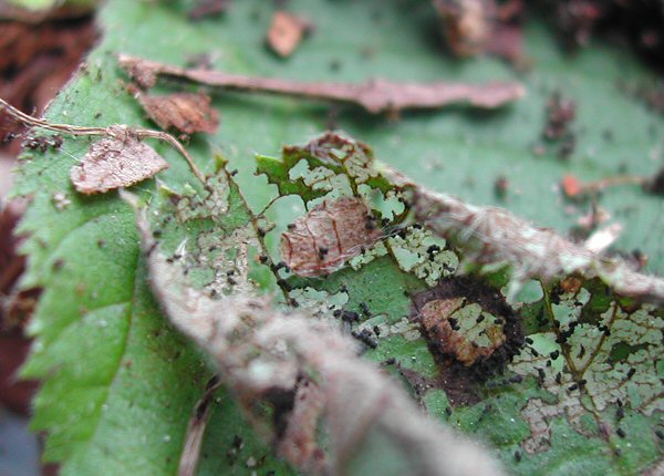 the larva feeds from the case and can skeltonise the leaf