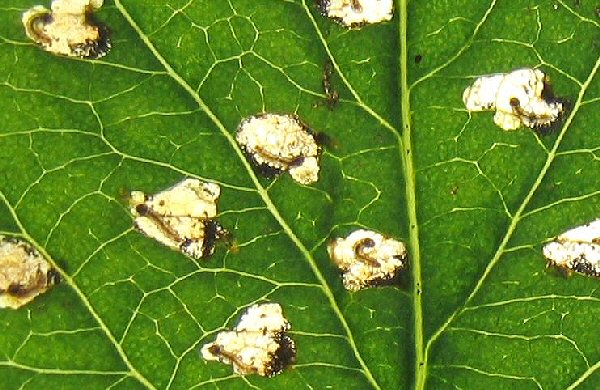 mines are on a cultivated apple