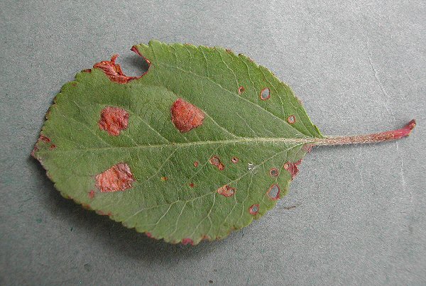 mines on Malus sylvestris