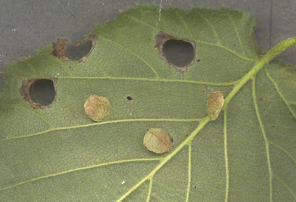 feeding cases on hazel